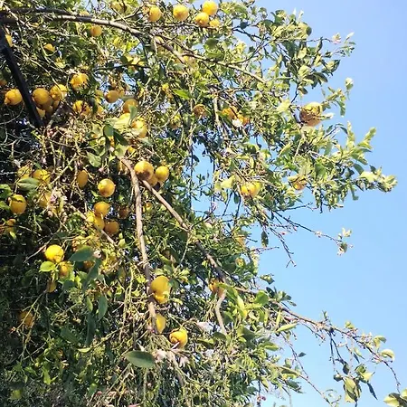 Feriehus Lauro Charme *