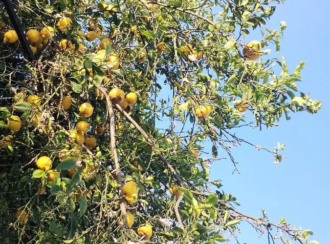 Vakantiehuis Lauro Charme *